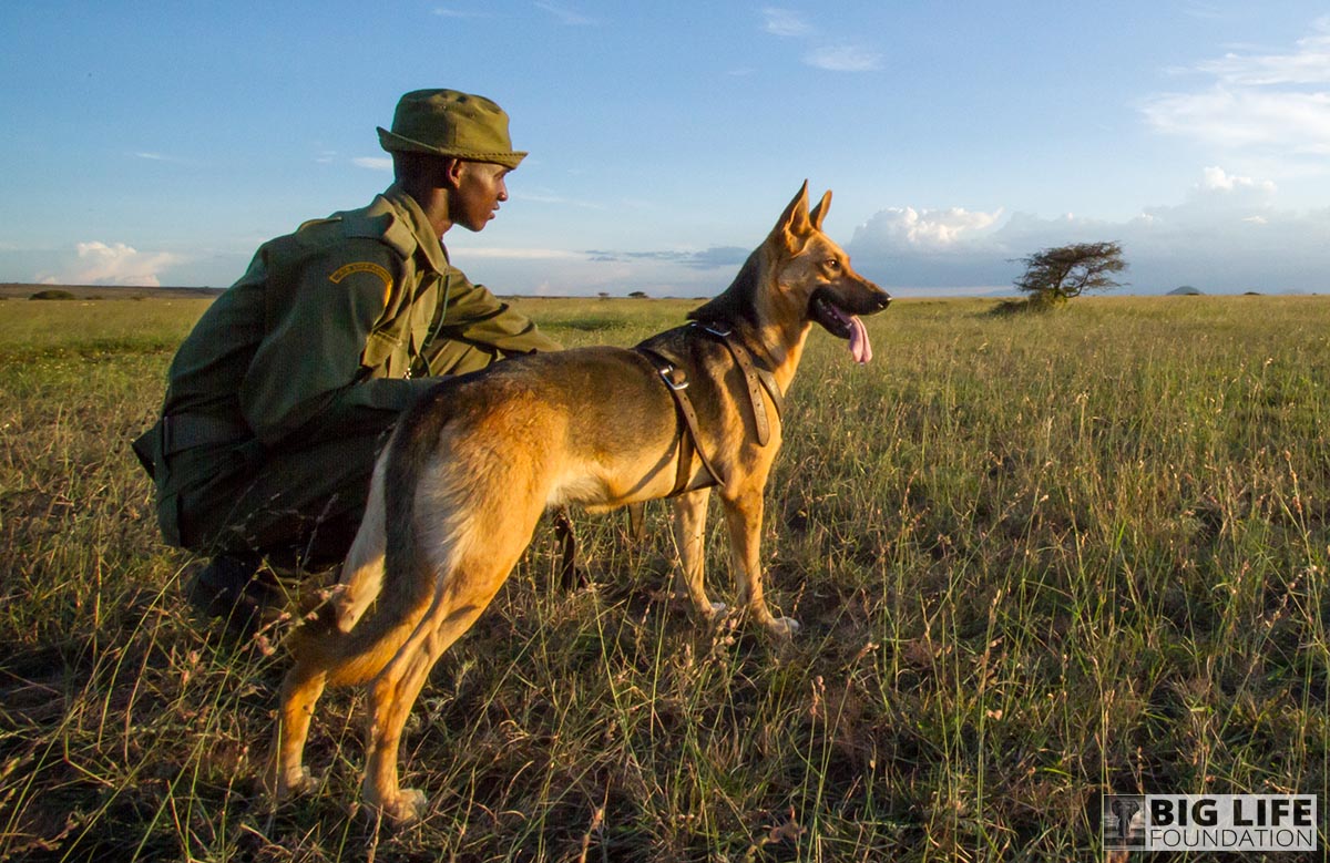 404 error image tracker dog