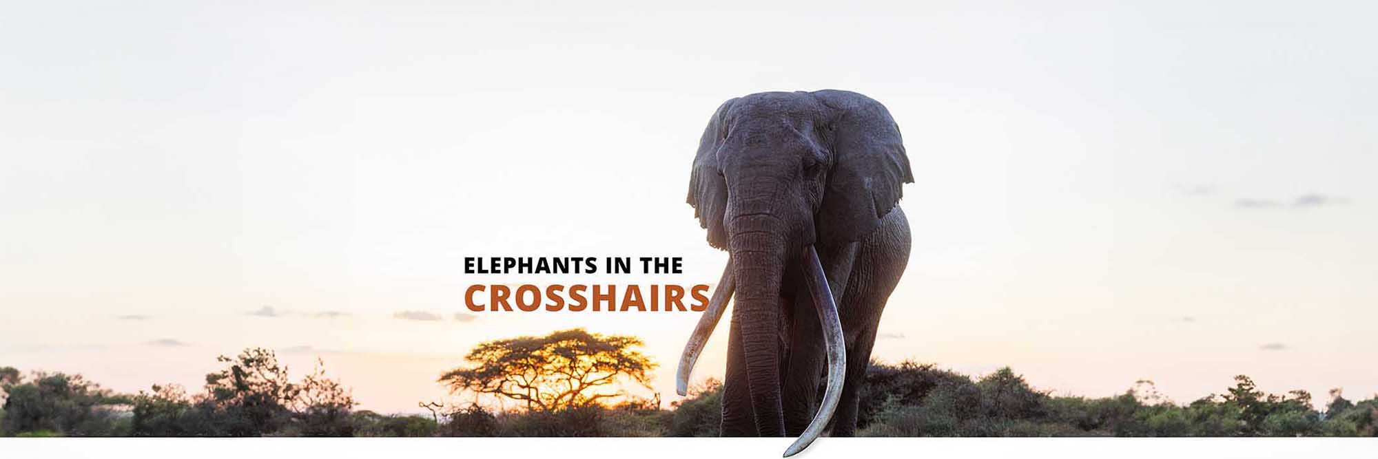 Elephants in the Crosshairs