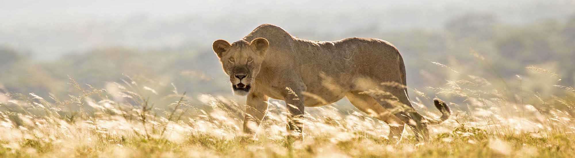 Human-Wildlife Conflict Mitigation