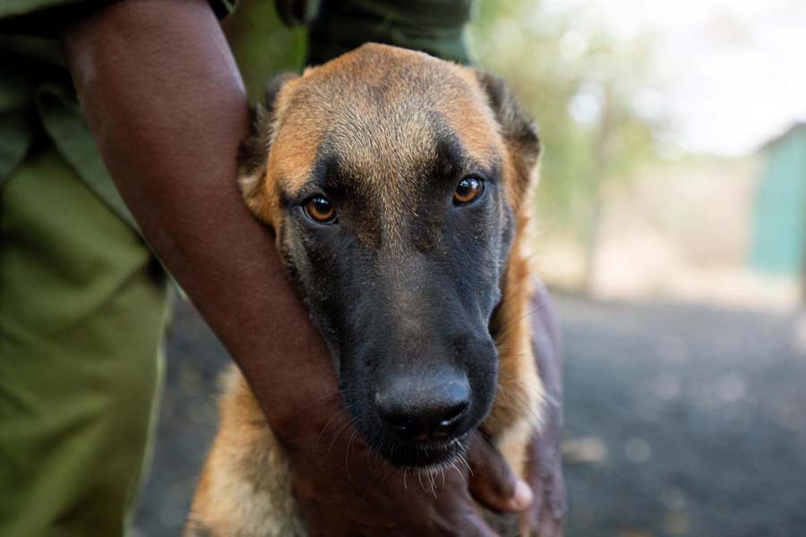 Care for a Tracker Dog