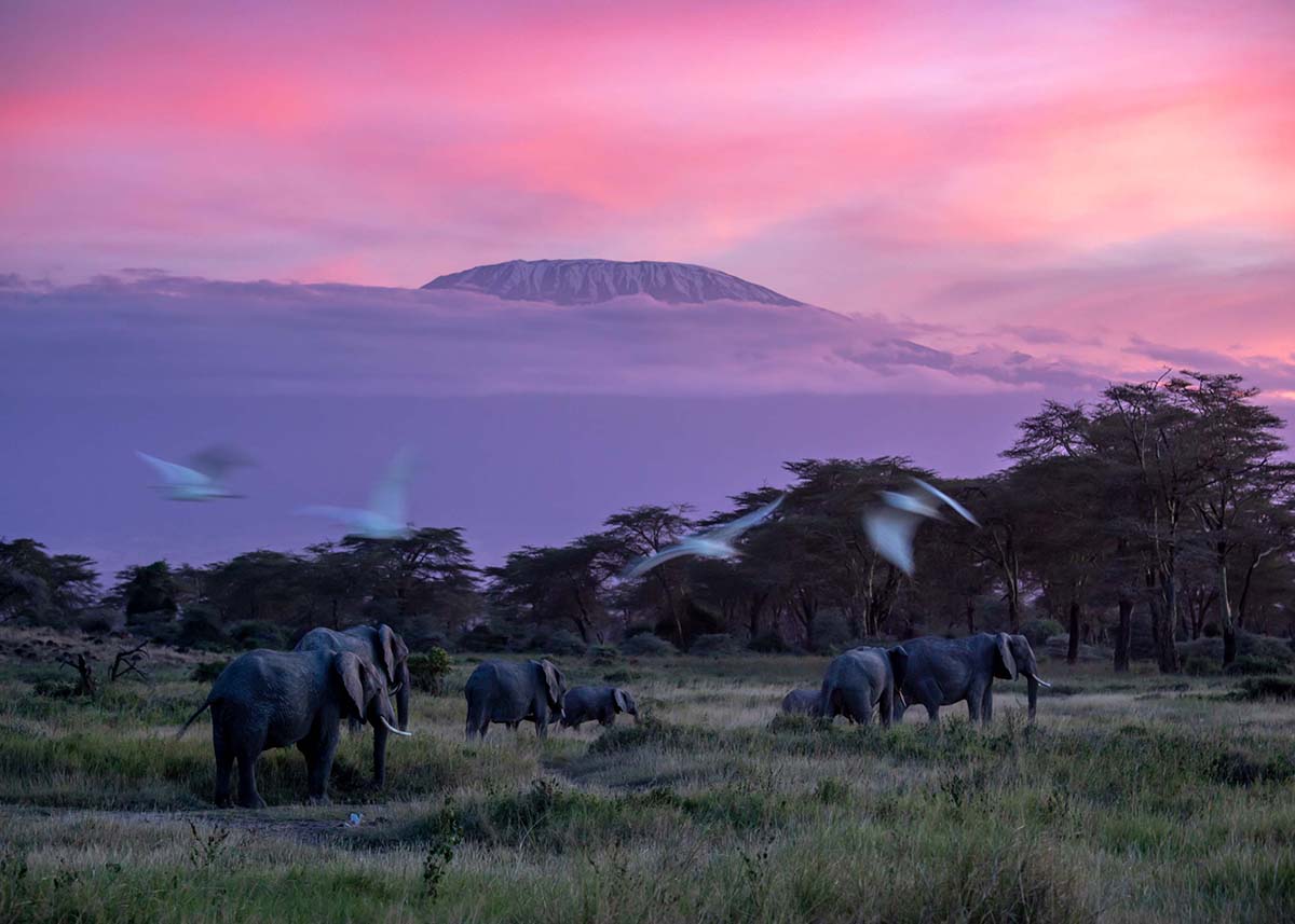 Elephants & Kilimanjaro