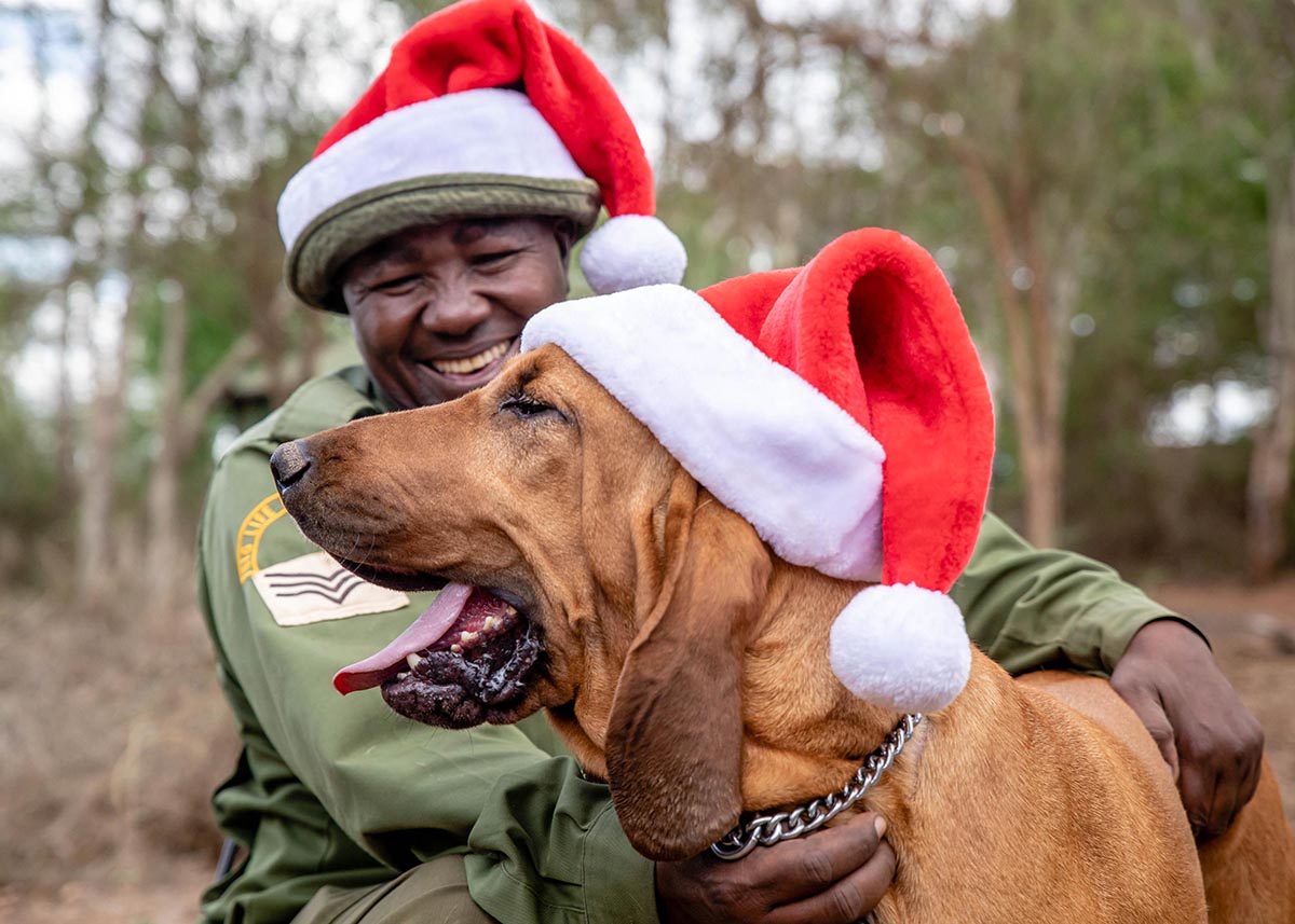 Holiday Ranger & Tracker Dog