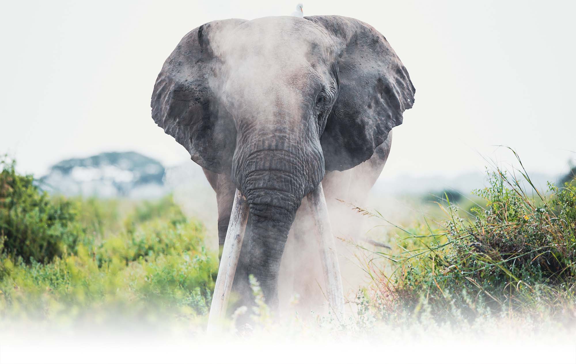 Big Life Foundation - A BIG MILESTONE FOR A BIG ELEPHANT - HAPPY