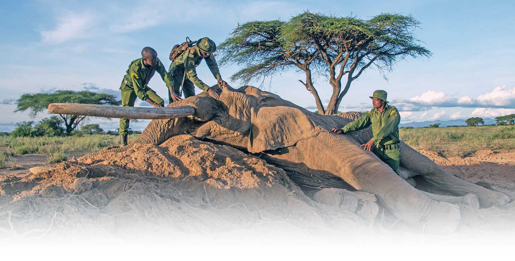 Rangers dead elephant