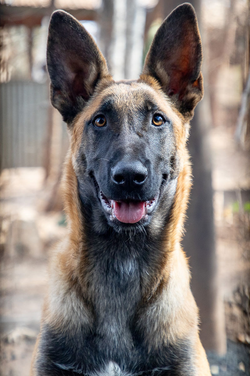 2025 eoy tracker dog 2