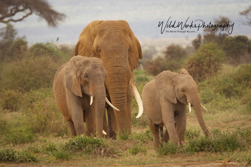 Bruce Reynolds Elephants