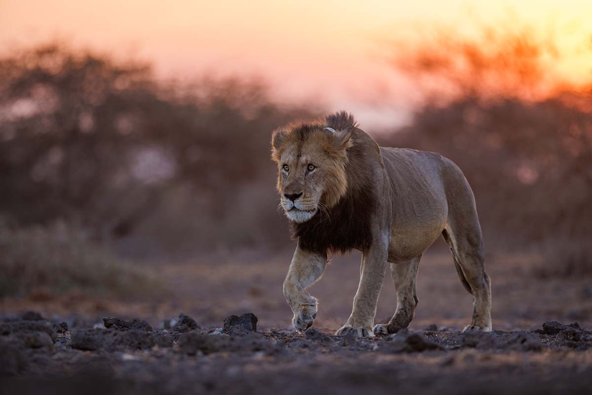 lion at sunset