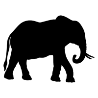 elephants