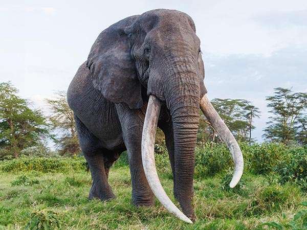 Protecting Wildlife