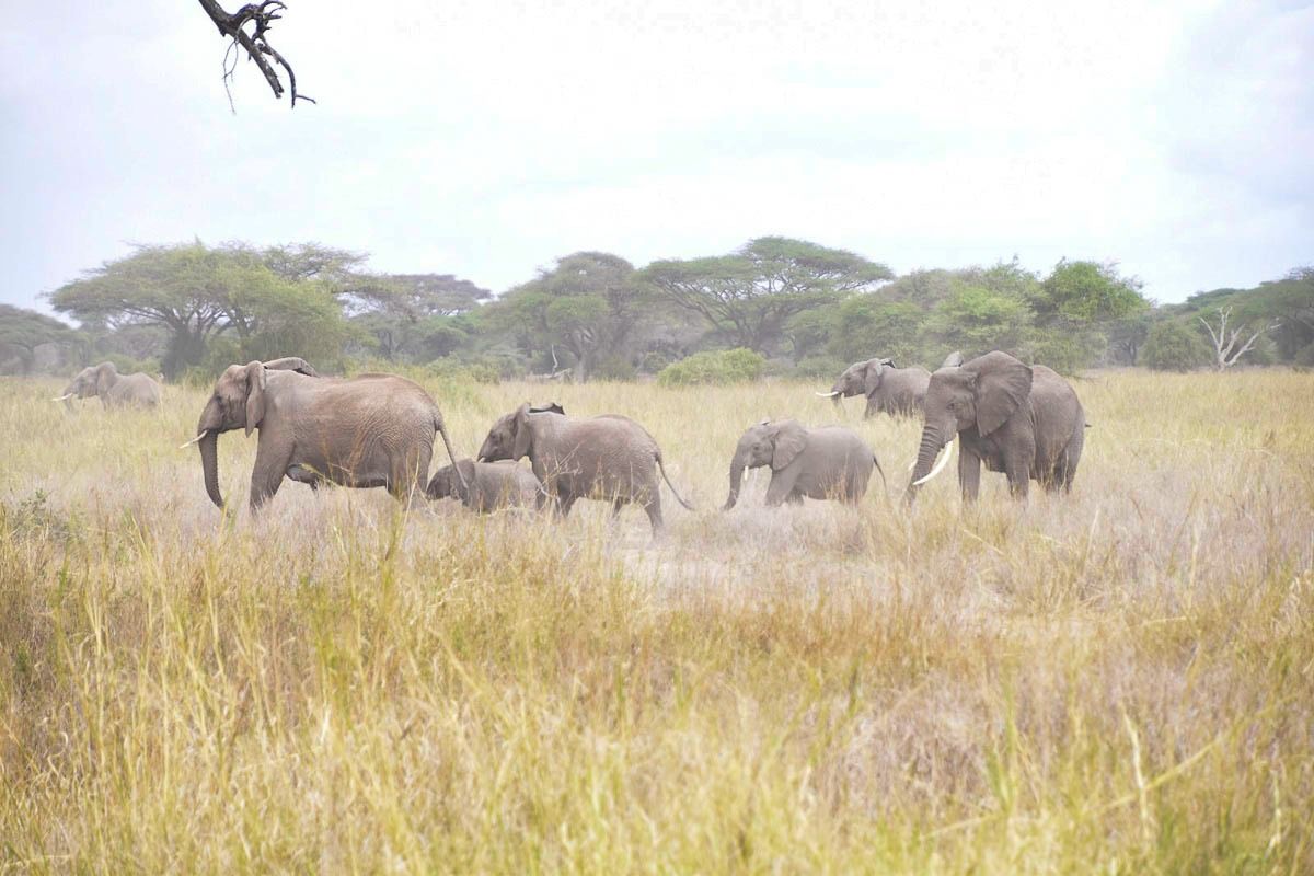 261001 elephant collaring  1 of 