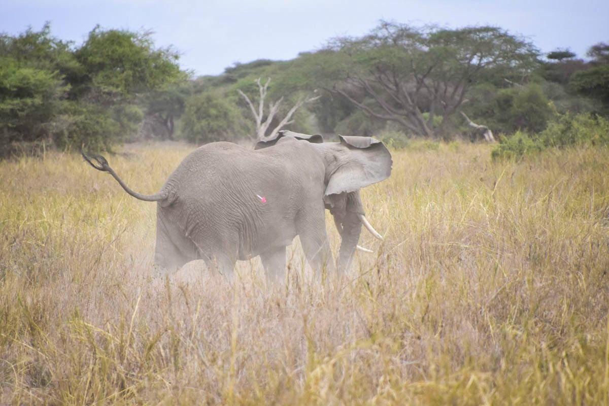 261001 elephant collaring  2 of 
