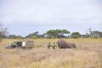261001 elephant collaring  4 of 