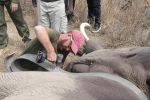 261001 elephant collaring  8 of 