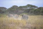 261001 elephant collaring  of 