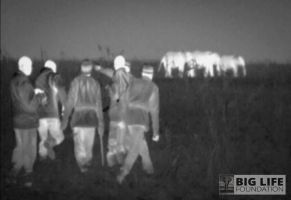 blf gallery thermal image