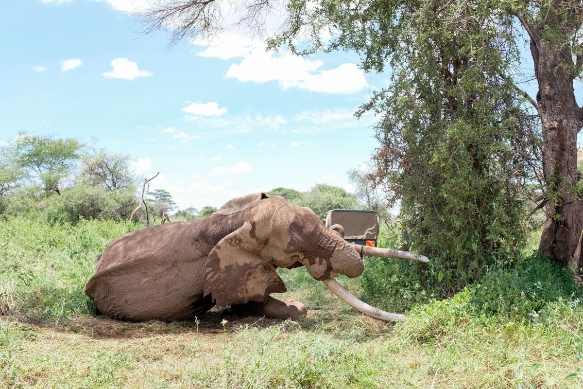 Big Life Foundation - SUPER TUSKER SAVED