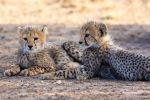 joshua clay 2602 cheetah cubs kimana sanctuary j7a2196