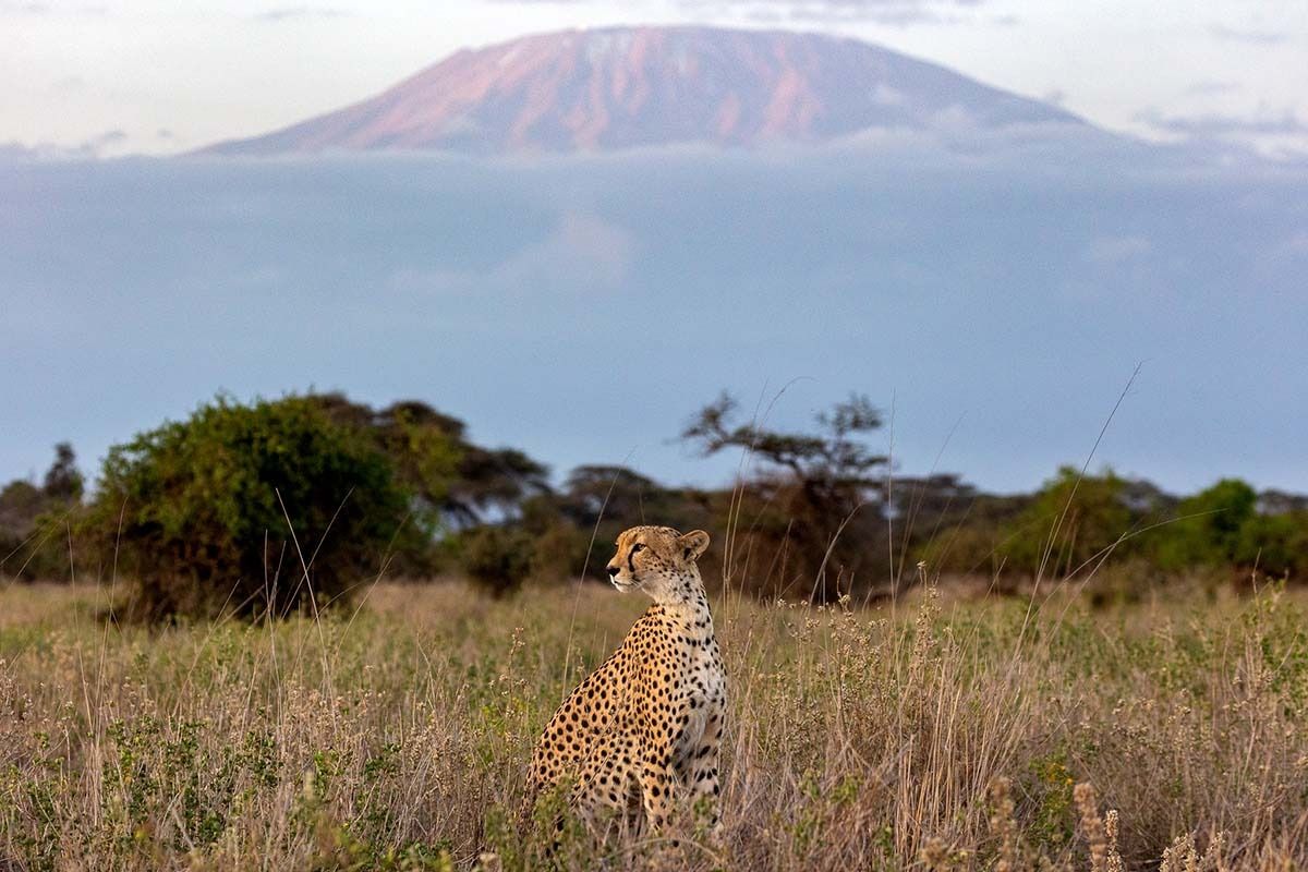 joshua clay 2602 cheetah cubs kimana sanctuary j7a3295