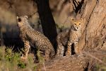 joshua clay 2602 cheetah cubs kimana sanctuary j7a3756