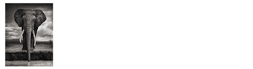 Big Life Foundation