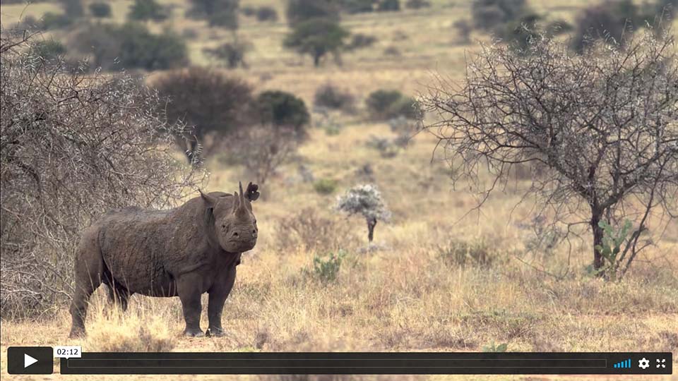 A Hidden Treasure: Protecting the Rhinos of the Chyulus