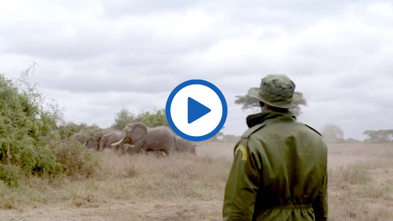 The Battle Against Poaching