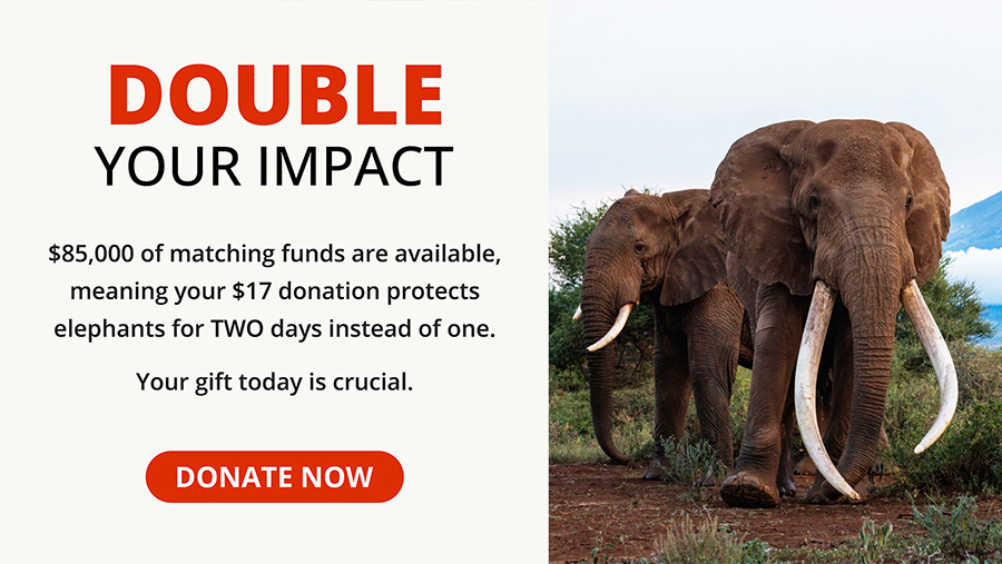 Spring 2026 Donation Appeal