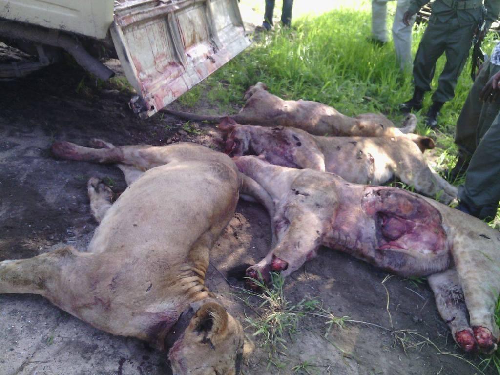 150116 1 1 Seven Lions Dead in Tanzania