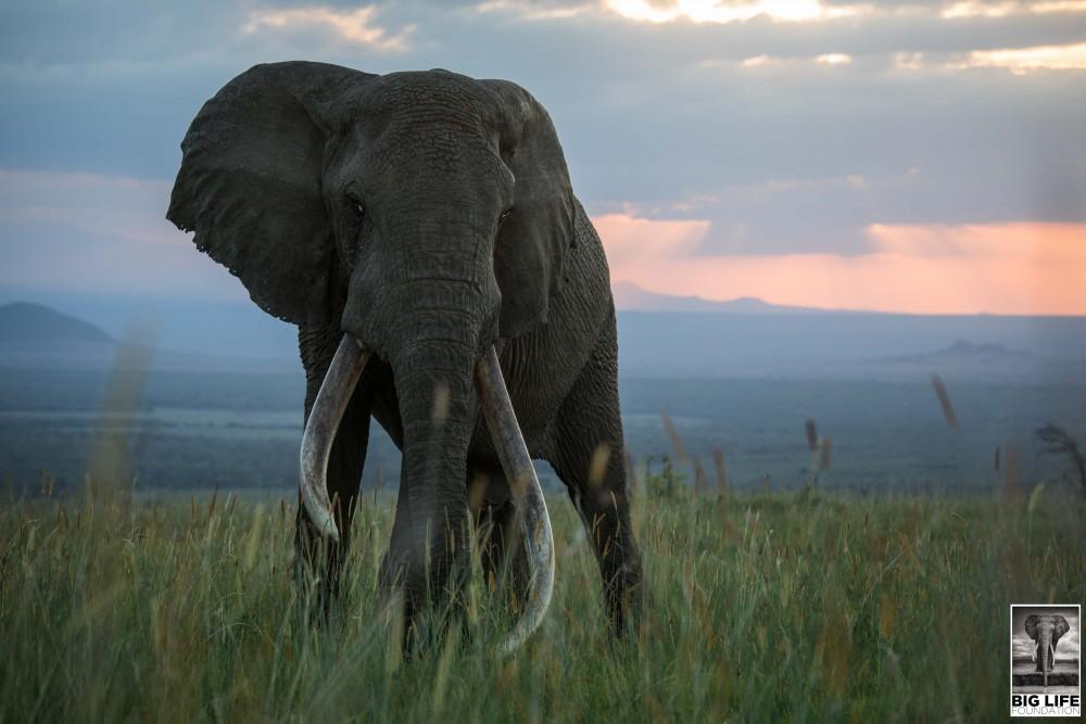 Elephant at Sunset