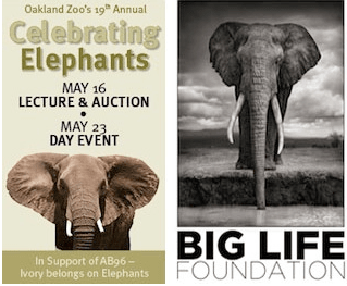 150510 1 1 Big Life Celebrating Elephants at Oakland Zoo