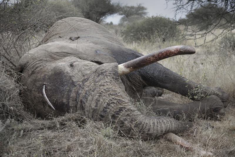 120718 1 1 Ezra with Broken Spear in Head Amboseli July 18 2012