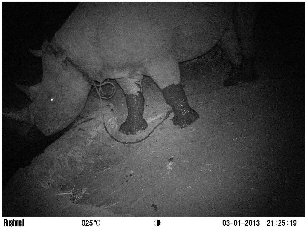 130312 1 1 Urgent Search for Rhino Caught in Poachers Snare