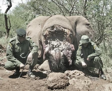 130515 1 1 Poachers Arrested for Elephant Killed in January