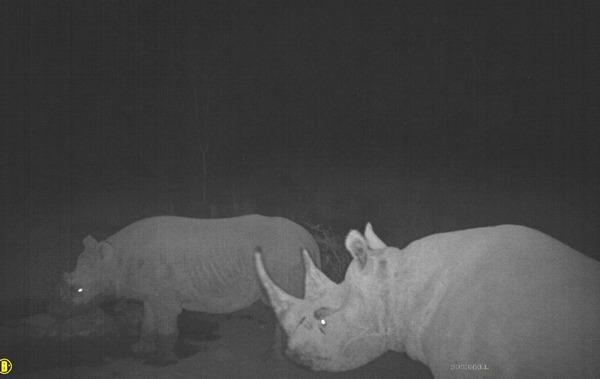 130702 1 2 Rhino Mother and Calf Killed by Poachers in Chyulus