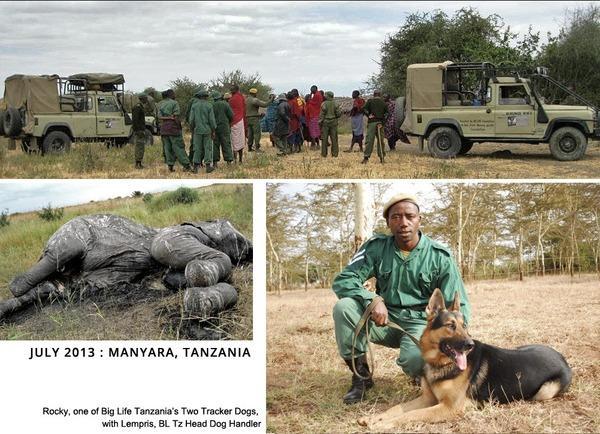 130719 1 1 Big Life Tanzanias Tracker Dogs Catch Poacher of Killed Elephant