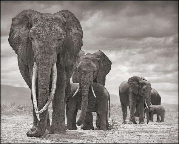 131116 1 1 Qumquat and Family October 27 Amboseli 2012 (c) Nick Brandt 