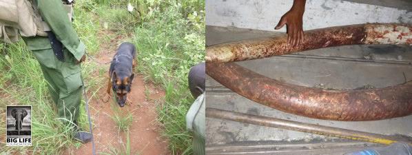 140228 1 2 Big Lifes Tracker Dogs Recover Ivory After Poachers Kill Elephant in Tarangire Manyara