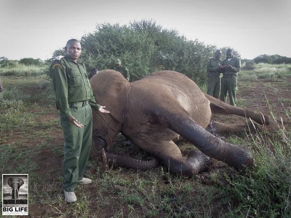 Giant Kenyan elephant killed by authorities on suspicion of killing farmer  - Africa Geographic