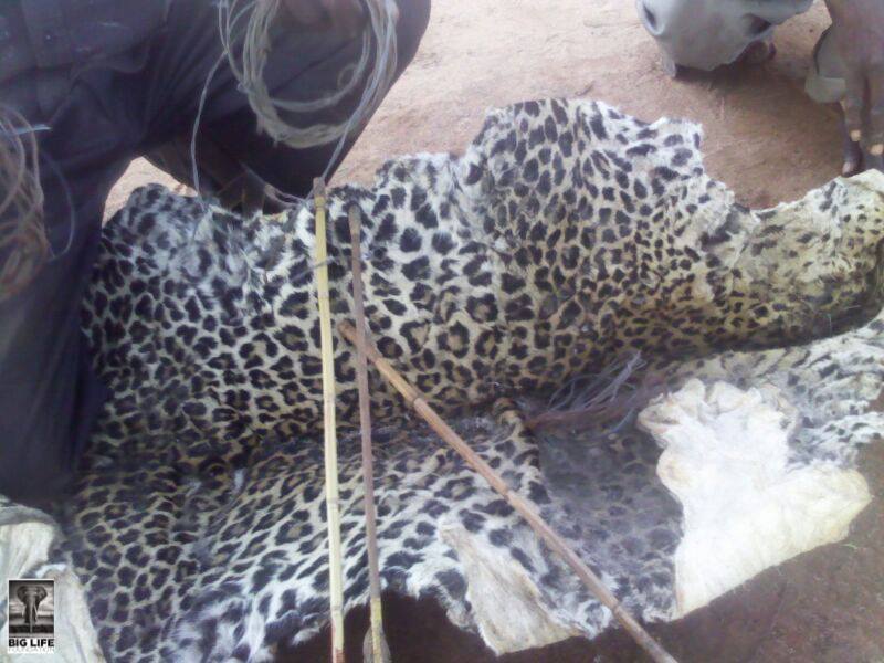 150611 1 1 Poachers Bust Along Kenyas Black Artery