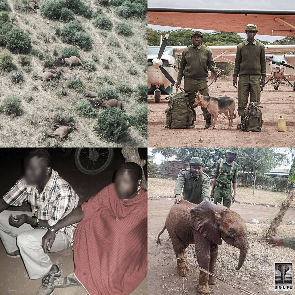 150802 1 1 Band of (Conservation) Brothers Hunts Down the Killers of Tsavo Elephant Family