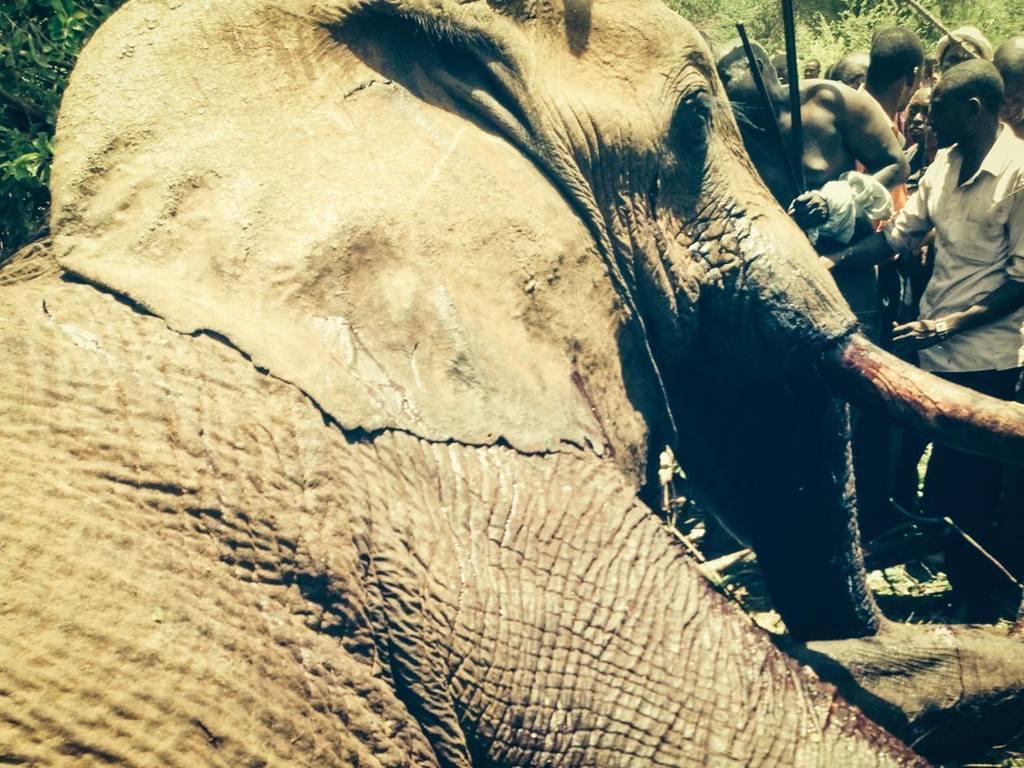 160312 1 1 A Tragic Week for Elephants and People