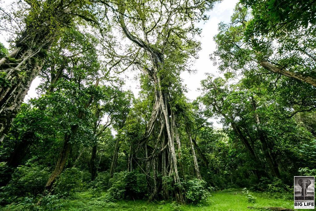 The Green Hills of Kenya are Going Redd+