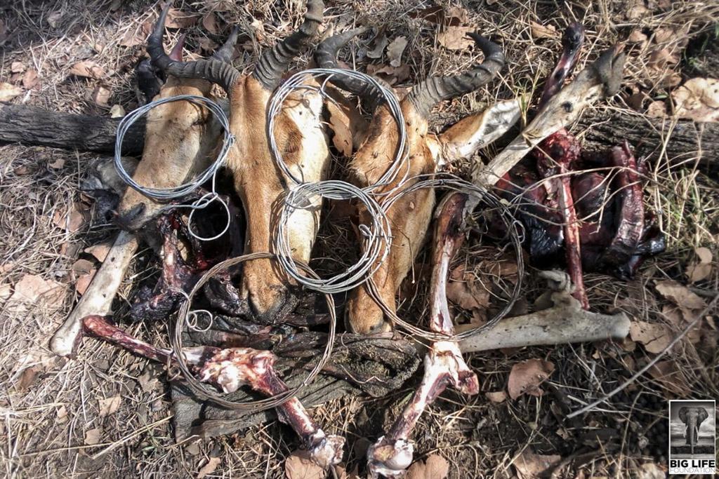 The Part Time Poachers a Deadly Trend