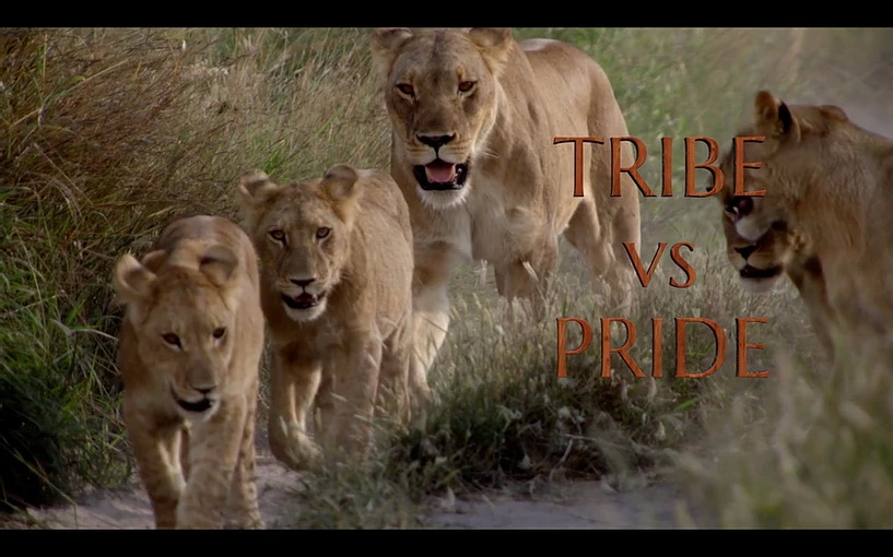 Maasai Olympics Featured In 'Tribe versus Pride