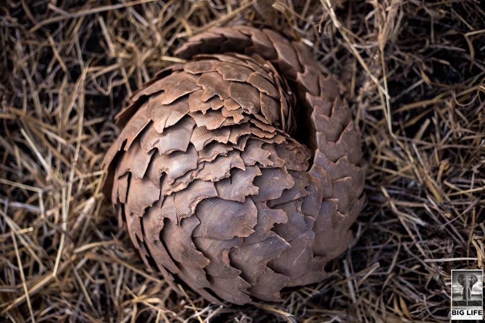 A Scaly Surprise - pangolin