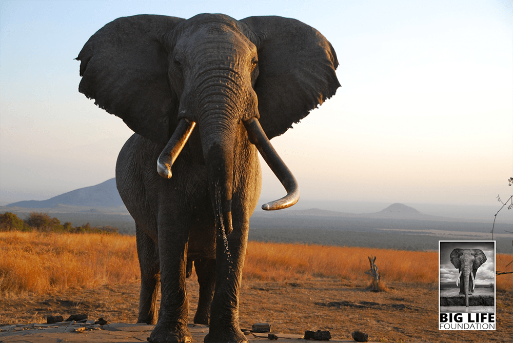 Live Elephants Trump Trophies