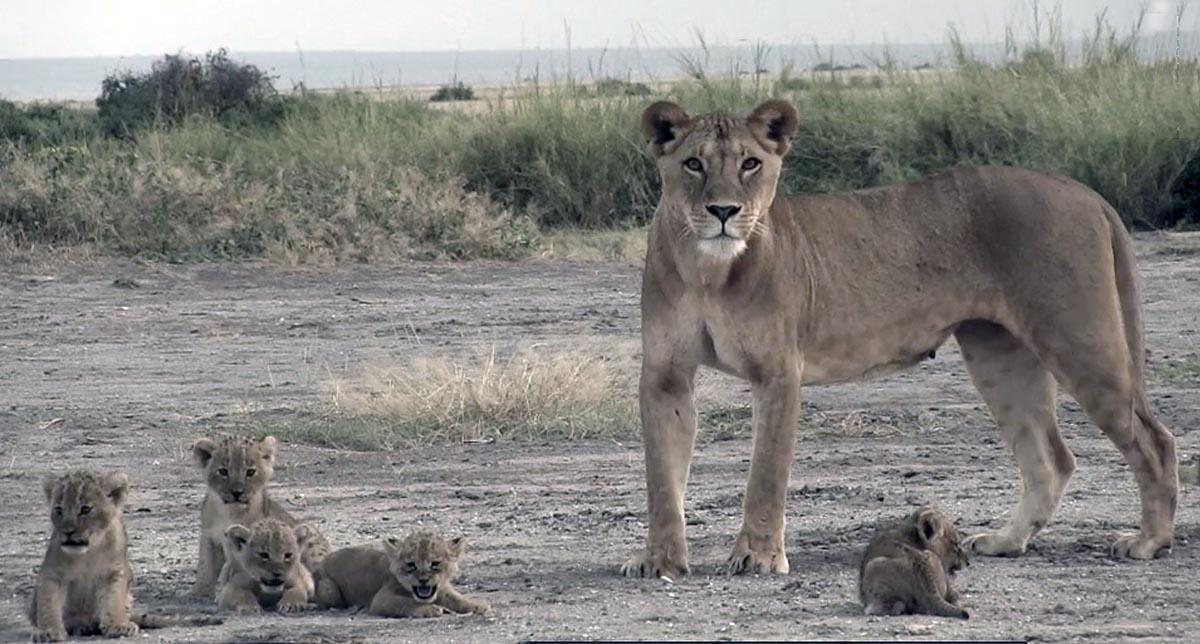 Kitirua Lionesses