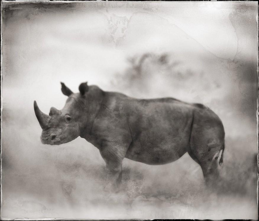 Rhino, credit Nick Brandt