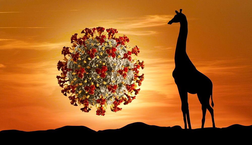 2006 giraffe at covid sunset