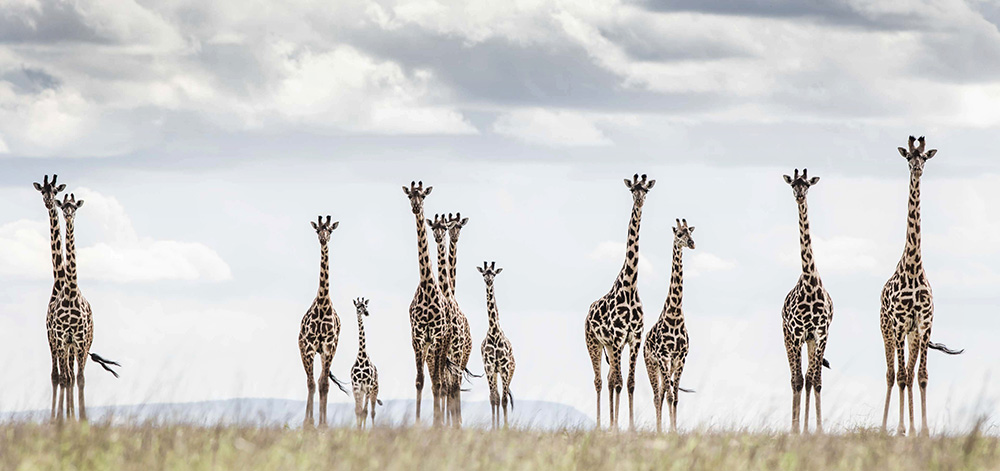 2006 giraffes in east africa
